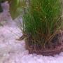 fish tank picture - Indian dwarf puffer