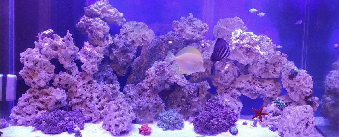110 gallons reef tank (mostly live coral and fish) - Mixed 110g reef