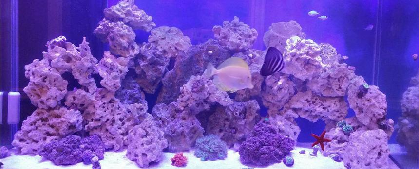 Rated #26: 110 Gallons Reef Tank - Mixed 110g reef