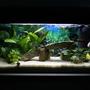 15 gallons planted tank (mostly live plants and fish) - My tank