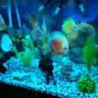 90 gallons freshwater fish tank (mostly fish and non-living decorations) - My discus tank...