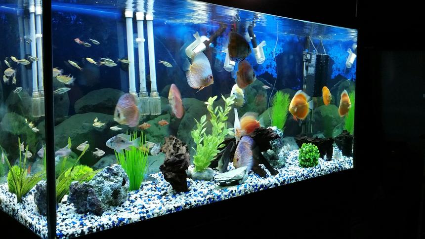 Rated #335: 90 Gallons Freshwater Fish Tank - discus tank...