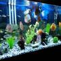 90 gallons freshwater fish tank (mostly fish and non-living decorations) - discus tank...