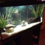60 gallons freshwater fish tank (mostly fish and non-living decorations) - My 60 gallon tank