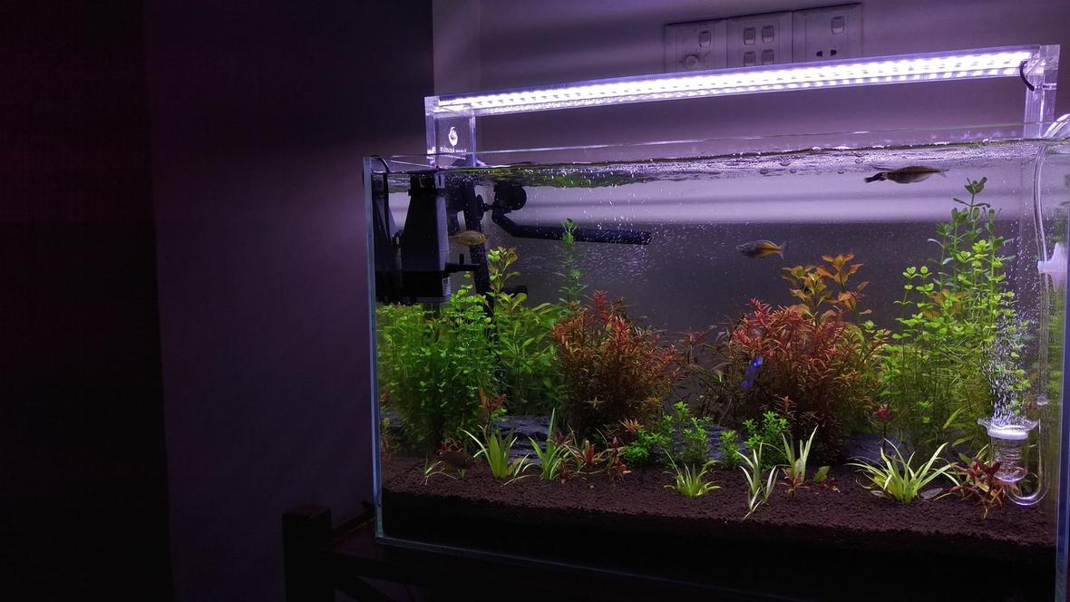 26 gallons planted tank (mostly live plants and fish) - A month old planted tank.