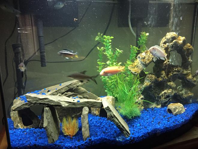 36 gallons freshwater fish tank (mostly fish and non-living decorations) - Tank setup