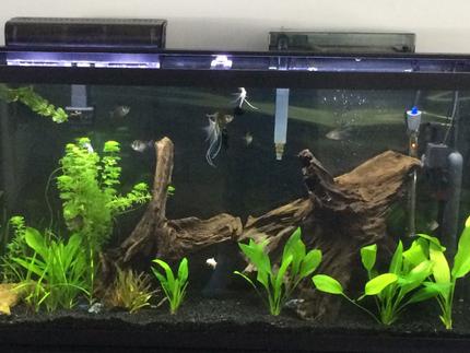 60 gallons planted tank (mostly live plants and fish) - Planted tank with white and blue light from a satellite freshwater light.