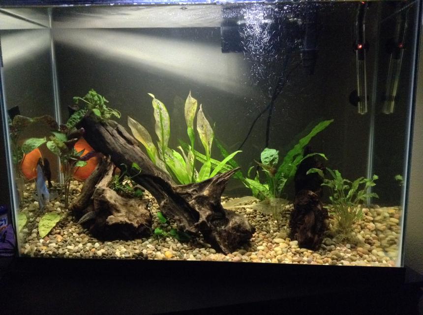 Rated #53: 40 Gallons Planted Tank - Taken today. Scared the fish a little, so they went to hiding. And will also be replacing plants that my plecos sucked the life out of