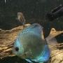freshwater fish stocking in 60 gallons tank - Blue diamond juvenile discus