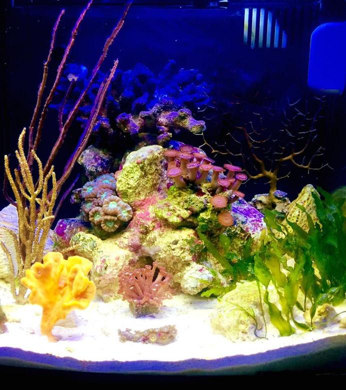 8 gallons reef tank (mostly live coral and fish) - I've been trying to emulate the lagoonal-fringing reef with sponges, LPS, gorgonians, macroalgae, seagrass, and mixed oolite and crushed coral substrate.