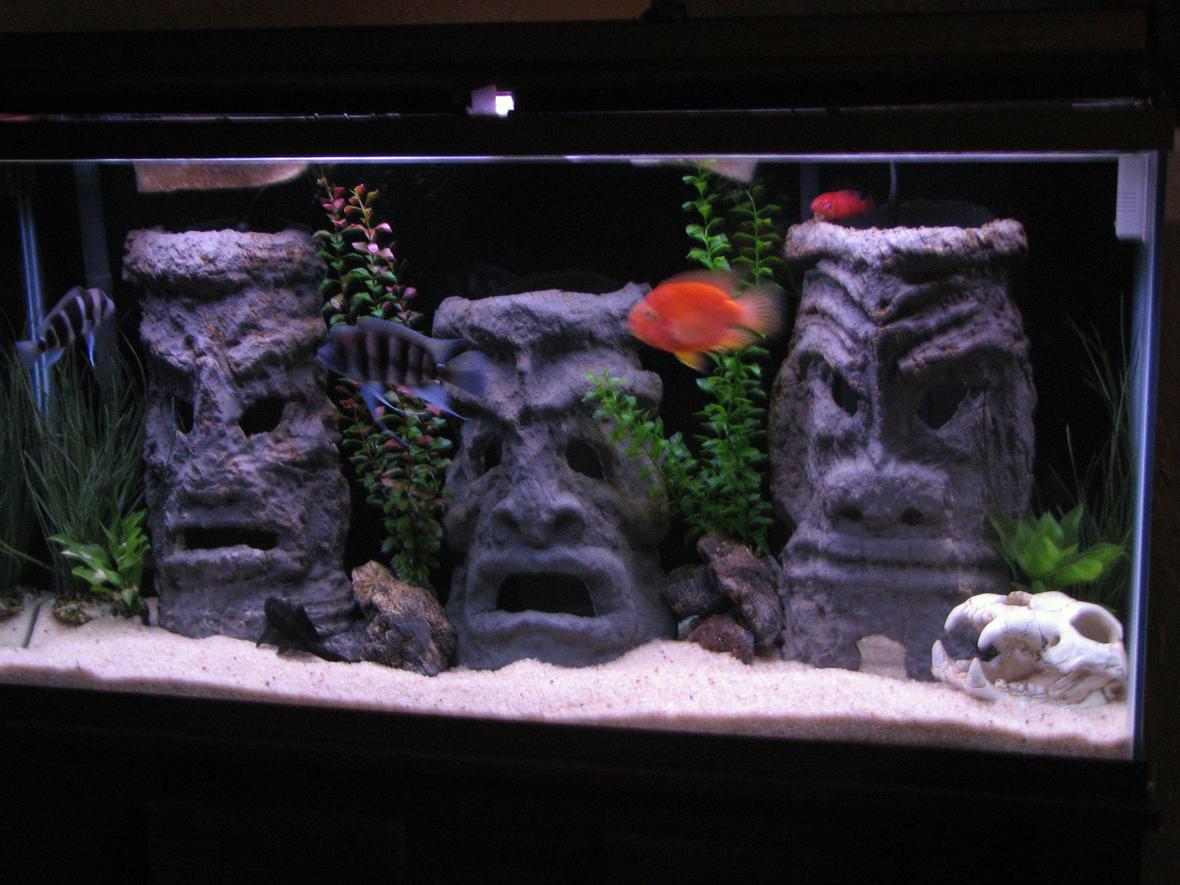 60 gallons freshwater fish tank (mostly fish and non-living decorations) - 60 gallon tall with homemade tiki men, made from cement and pvc