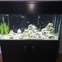 fish tank picture - my tank 2