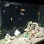 freshwater fish stocking in 90 gallons tank - african cichlids