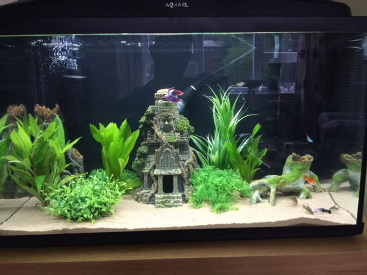 20 gallons freshwater fish tank (mostly fish and non-living decorations) - My 20 Gallon.