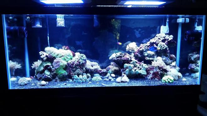 75 gallons reef tank (mostly live coral and fish) - 55g to 75g move