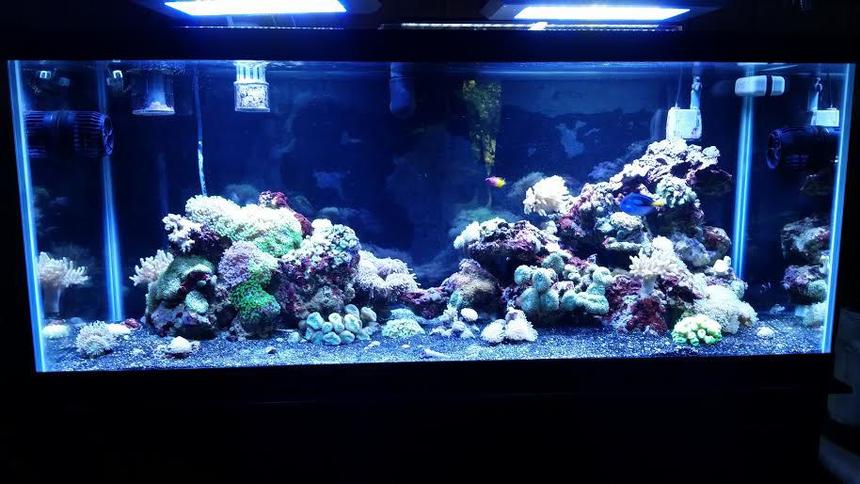 Rated #22: 75 Gallons Reef Tank - 55g to 75g move