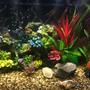 46 gallons freshwater fish tank (mostly fish and non-living decorations) - 46 Gallon Bow Front Cichlid Tank