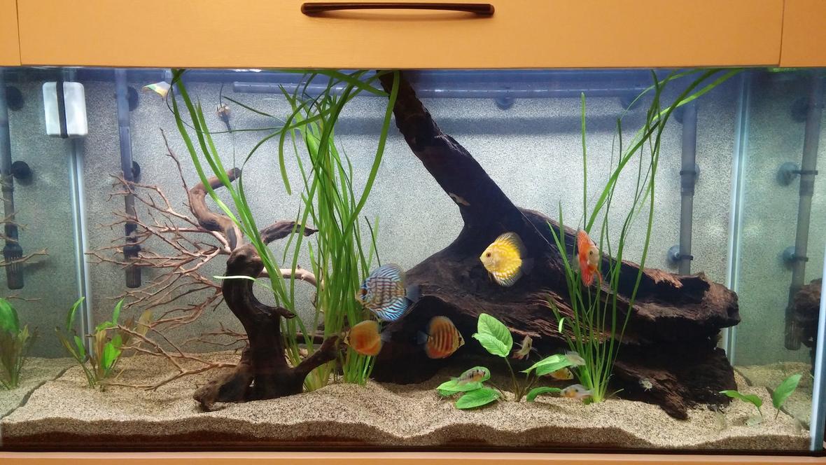 90 gallons planted tank (mostly live plants and fish) - This is my 90 Gallon South American tank. Tried to keep it as realistic as possible. I am using a really fine sand, along with 3 different species of driftwood. This is my first attempt at a planted tank. I have 6 Assorted Discus, 5 Geophagus Red Head Tapajos, 5 Bolivian Rams, and 2 Bushy Nose Plecos. All very very young. Anubias Nana, Amazon Sword, Vallesneria Thank you for your ratings and your comments!!