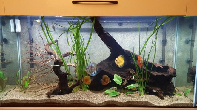 90 gallons planted tank (mostly live plants and fish) - This is my 90 Gallon South American tank. Tried to keep it as realistic as possible.  I am using a really fine sand, along with 3 different species of driftwood.  This is my first attempt at a planted tank.
I have 6 Assorted Discus, 5 Geophagus Red Head Tapajos, 5 Bolivian Rams, and 2 Bushy Nose Plecos.  All very very young. 
Anubias Nana, Amazon Sword, Vallesneria
 Thank you for your ratings and your comments!!