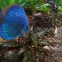 freshwater fish stocking in 180 gallons tank - Blue Discus picture seems a little more realistic, when shot from inside the tank rather than through the glass. Good way to get rid of refections as well.