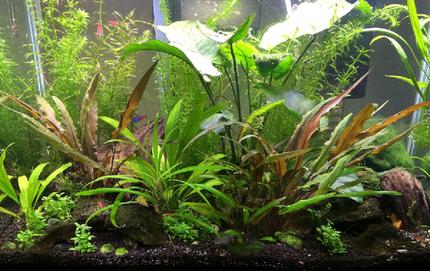 20 gallons planted tank (mostly live plants and fish) - Here\'s my 20 gal. If I was braver, I\'d go bigger!