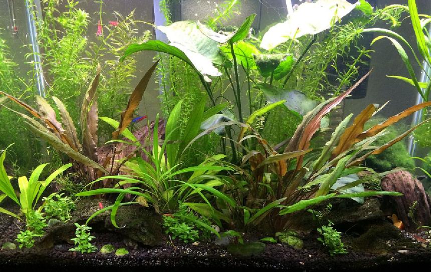 Rated #13: 20 Gallons Planted Tank - Here's my 20 gal. If I was braver, I'd go bigger!