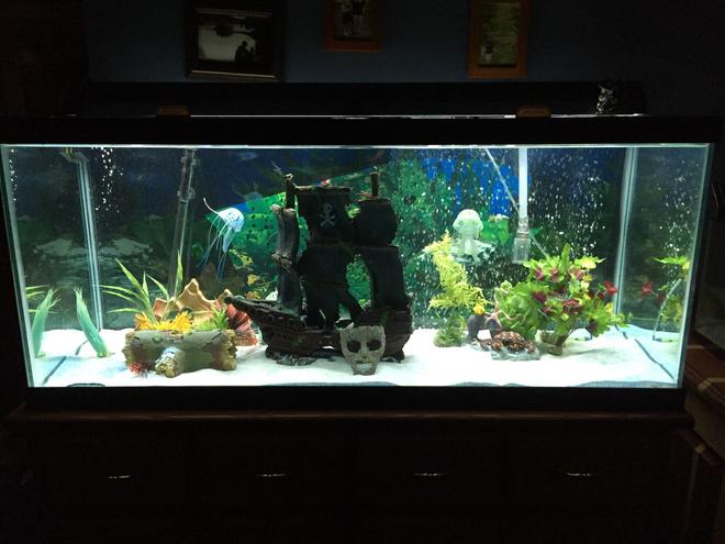 75 gallons freshwater fish tank (mostly fish and non-living decorations) - My 75 gallon fish tank.