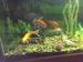 view more best photos of variety 155 gallons tanks 