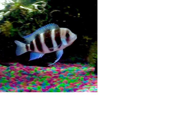 freshwater fish stocking in 50 gallons tank - Frontosa