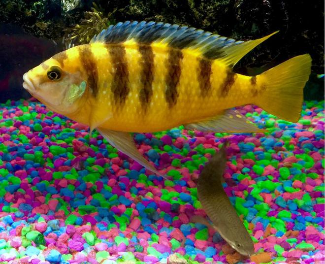 freshwater fish stocking in 50 gallons tank - Bumblebee Cichlid and Dino bichir