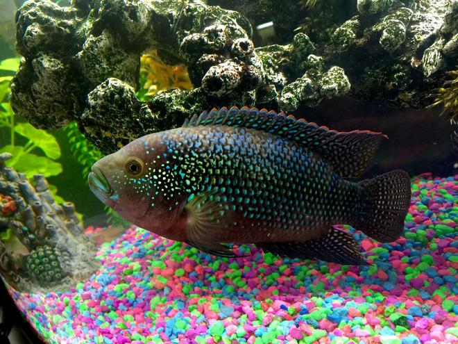 freshwater fish stocking in 50 gallons tank - Jack Dempsey. I raised him from 1.5 inches to a monster 10 inches.