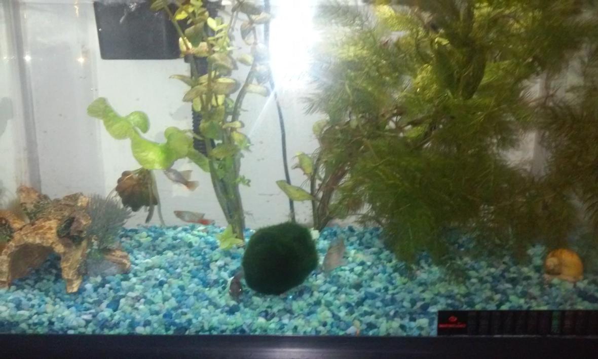 10 gallons planted tank (mostly live plants and fish) - Beginner tropical tank, cheap plants cheap fish