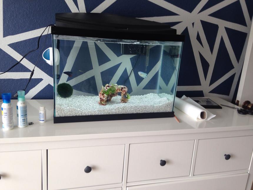 Rated #114: 20 Gallons Freshwater Fish Tank - .