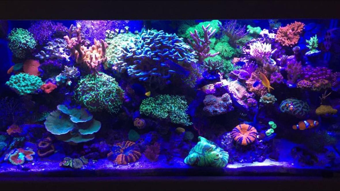 90 gallons reef tank (mostly live coral and fish) - My 90 gallon mixed Reef