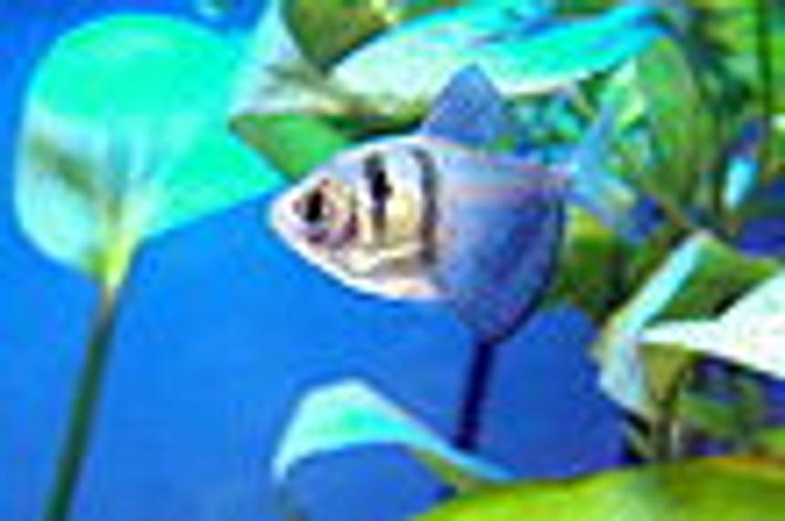 Rated #33: Freshwater Fish Stocking In 55 Gallons Tank - this is my black tetra.he is a male.he is also very playfull