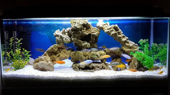 34 gallons freshwater fish tank (mostly fish and non-living decorations) - Malawi tank setup
