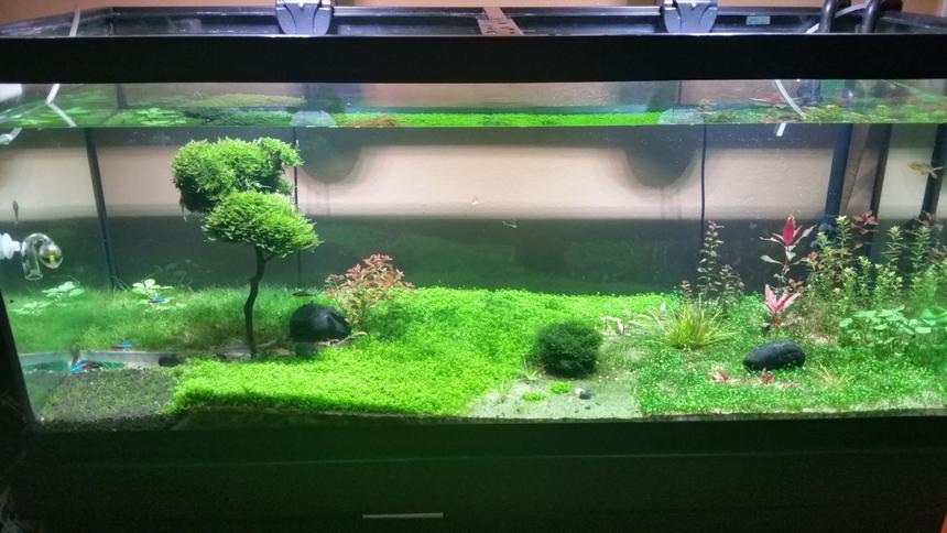 Rated #16: 75 Gallons Planted Tank - Frontal view
