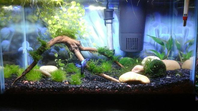 10 gallons planted tank (mostly live plants and fish) - 10 Gallon. End of week 3. Male Betta from day 1 and added an Albino Bushy Nose Plecos at end of week 2