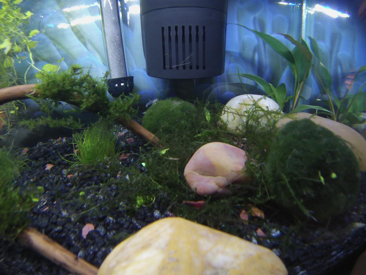 freshwater fish stocking in 10 gallons tank - Rare sighting of one of my 3 remaining shrimp while the tank lights are on. If you look at the moss ball under the filter, you can see the carcass of one of his buddies that my Betta caught last night. Failed experiment with the shrimp. My Betta is a very predatory fella