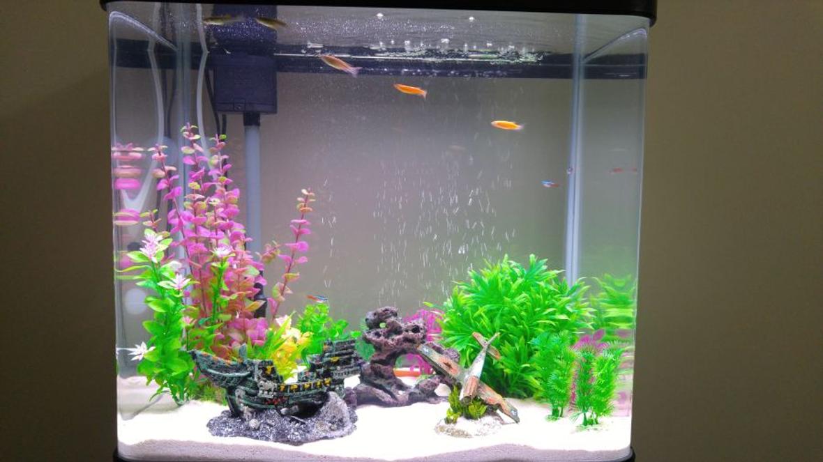20 gallons freshwater fish tank (mostly fish and non-living decorations) - 20 gallon freshwater tank with white sand as substrate and some decorations