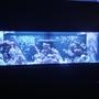 125 gallons reef tank (mostly live coral and fish) - 125 gal