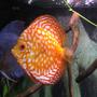 freshwater fish stocking in 55 gallons tank - discus