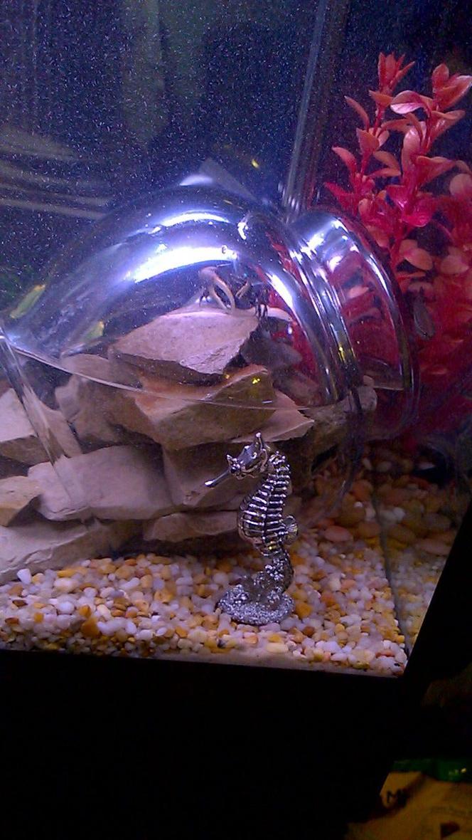 Rated #4: Corals Inverts Stocking In 30 Gallons Tank - Underwater dry space for fiddler crab. Crayfish love to hide in here also.
A large fishbowl is sunk and rocks in place to weigh it down; an air stone run into it to refresh water.The more you angle the bowl, the greater the dry space