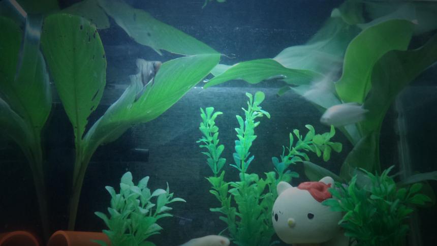 Rated #115: 36 Gallons Freshwater Fish Tank - my hew green fish tank