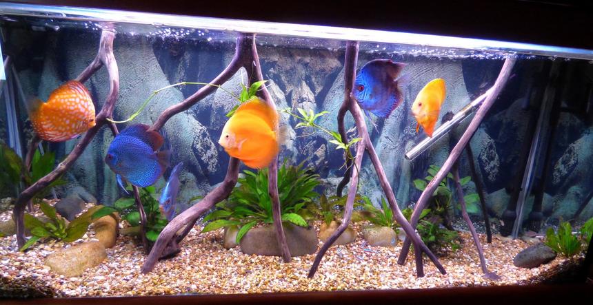 Rated #11: 55 Gallons Freshwater Fish Tank - discus tank