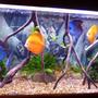 55 gallons freshwater fish tank (mostly fish and non-living decorations) - discus tank