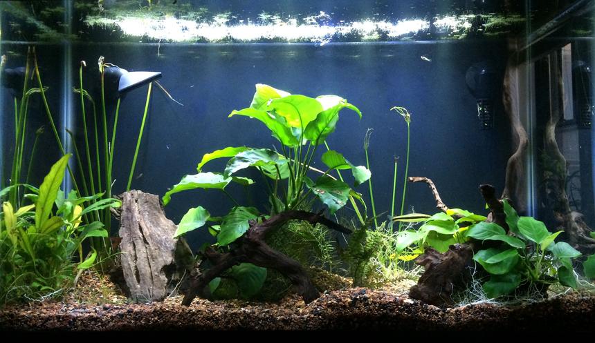 Rated #13: 29 Gallons Freshwater Fish Tank - 11/7/15, main show tank