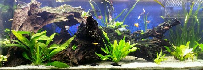 75 gallons planted tank (mostly live plants and fish) - 75 Gallon semi-low tech planted tank