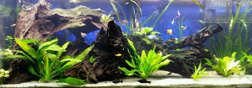 Rated #23: 75 Gallons Planted Tank - 75 Gallon semi-low tech planted tank