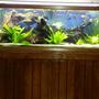 fish tank picture - 75 Gallon aquarium